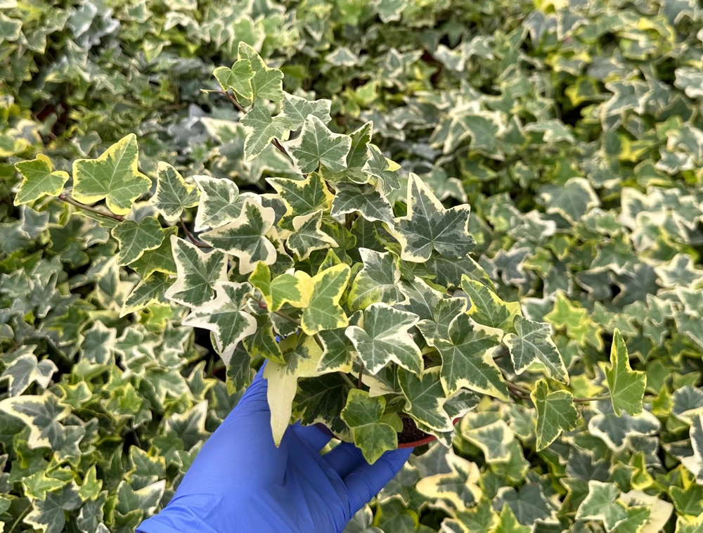 Gold Child English Ivy Live Plant - Variegated Climbing Houseplant - Image 3