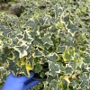 Gold Child English Ivy Live Plant - Variegated Climbing Houseplant - Image 1