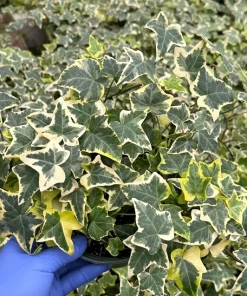 Gold Child English Ivy Live Plant - Variegated Climbing Houseplant - Image 1