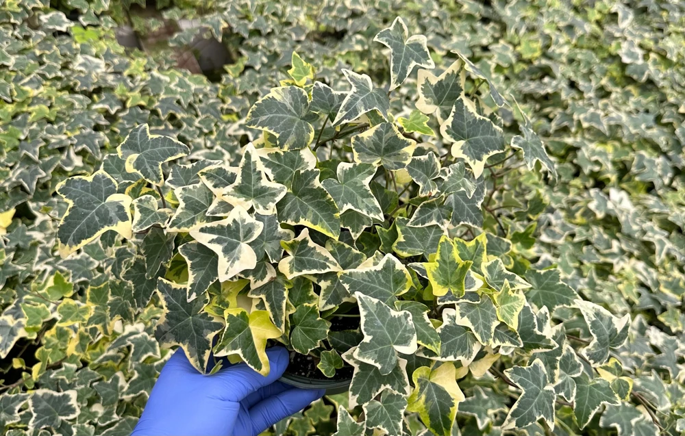 Gold Child English Ivy Live Plant - Variegated Climbing Houseplant - Image 1