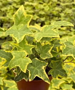Gold Child Ivy Live Plant – 4 Inch Nursery Pot – Indoor & Outdoor - Image 2