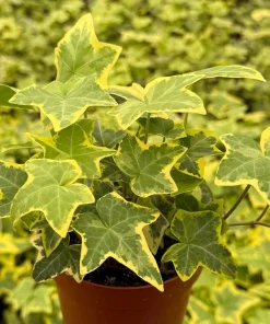 Gold Child Ivy Live Plant – 4 Inch Nursery Pot – Indoor & Outdoor - Image 3