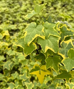 Gold Child Ivy Live Plant – 4 Inch Nursery Pot – Indoor & Outdoor - Image 4