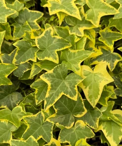 Gold Child Ivy Live Plant – 4 Inch Nursery Pot – Indoor & Outdoor - Image 5