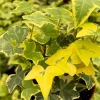 Gold Child Ivy Live Plant – 4 Inch Nursery Pot – Indoor & Outdoor - Image 1
