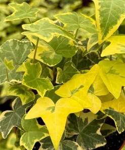 Gold Child Ivy Live Plant – 4 Inch Nursery Pot – Indoor & Outdoor - Image 1