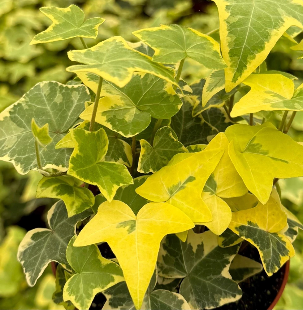 Gold Child Ivy Live Plant – 4 Inch Nursery Pot – Indoor & Outdoor - Image 1