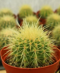 Golden Barrel Cactus Live Plant - Echinocactus Grusonii Outdoor 6 Inch, 8 Inch Pot - Image 2