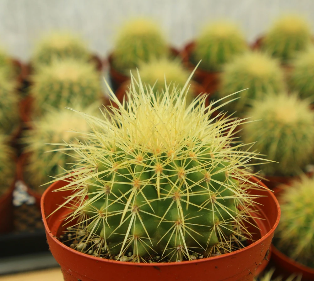 Golden Barrel Cactus Live Plant - Echinocactus Grusonii Outdoor 6 Inch, 8 Inch Pot - Image 2