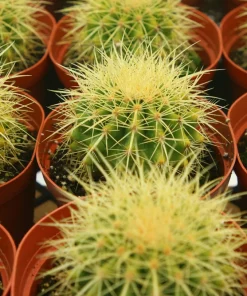 Golden Barrel Cactus Live Plant - Echinocactus Grusonii Outdoor 6 Inch, 8 Inch Pot - Image 3