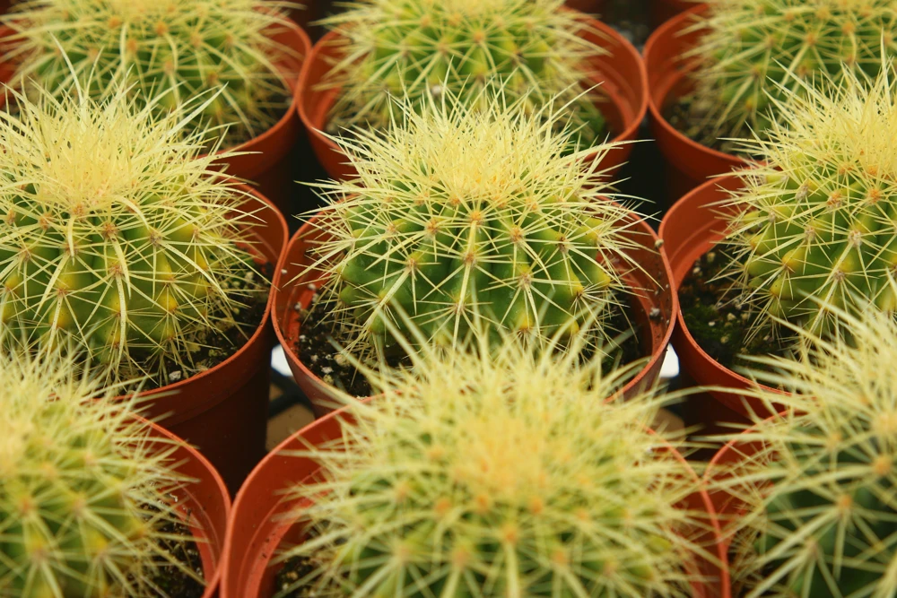 Golden Barrel Cactus Live Plant - Echinocactus Grusonii Outdoor 6 Inch, 8 Inch Pot - Image 3