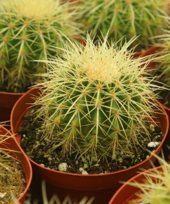 Golden Barrel Cactus Live Plant - Echinocactus Grusonii Outdoor 6 Inch, 8 Inch Pot - Image 4