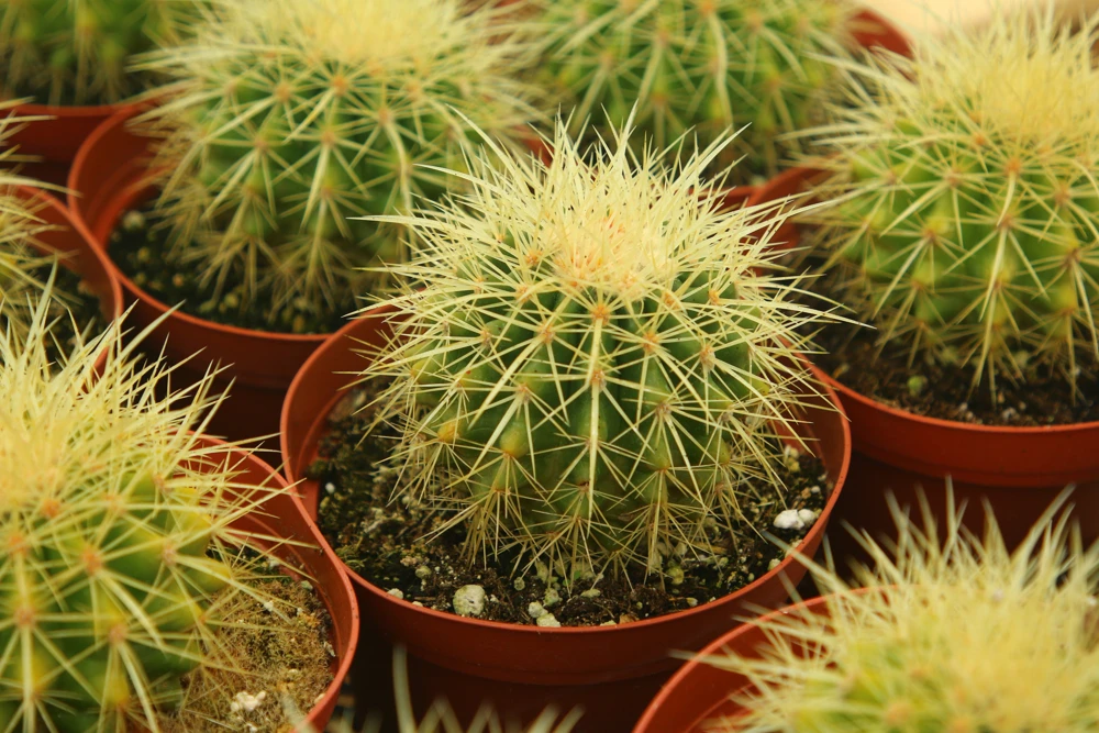 Golden Barrel Cactus Live Plant - Echinocactus Grusonii Outdoor 6 Inch, 8 Inch Pot - Image 4