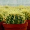 Golden Barrel Cactus Live Plant - Echinocactus Grusonii Outdoor 6 Inch, 8 Inch Pot - Image 1