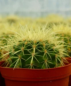 Golden Barrel Cactus Live Plant - Echinocactus Grusonii Outdoor 6 Inch, 8 Inch Pot - Image 1