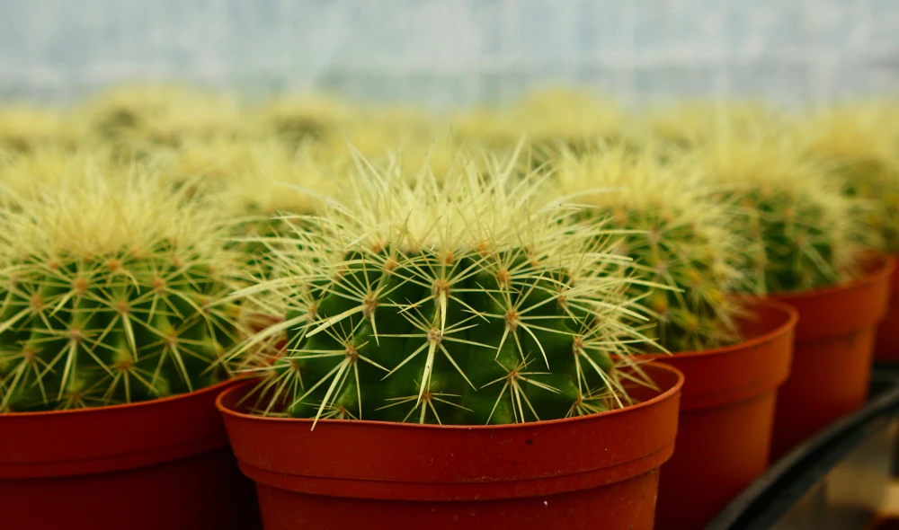 Golden Barrel Cactus Live Plant - Echinocactus Grusonii Outdoor 6 Inch, 8 Inch Pot - Image 1