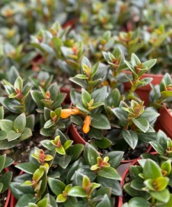 Goldfish Plant Live Houseplant - Rare Trailing Plant in 4 Inch Pot - Image 2