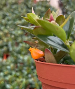 Goldfish Plant Live Houseplant - Rare Trailing Plant in 4 Inch Pot - Image 3