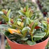 Goldfish Plant Live Houseplant - Rare Trailing Plant in 4 Inch Pot - Image 1