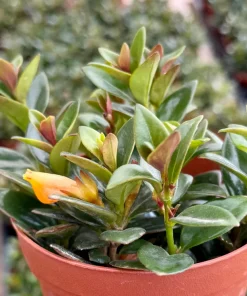 Goldfish Plant Live Houseplant - Rare Trailing Plant in 4 Inch Pot - Image 1