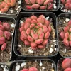 Graptoveria Bashful Live Succulent Plant - 2 Inch Pot - Easy Care Indoor - Image 1
