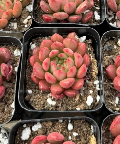 Graptoveria Bashful Live Succulent Plant - 2 Inch Pot - Easy Care Indoor - Image 1