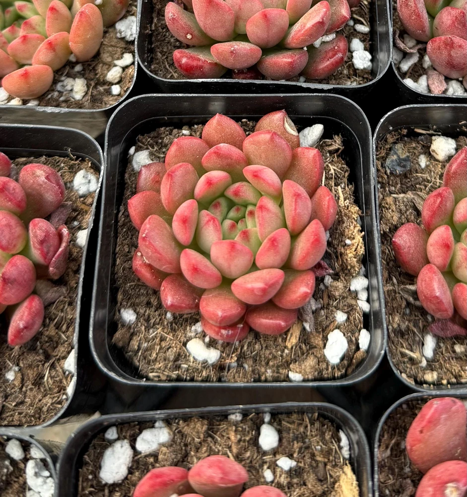 Graptoveria Bashful Live Succulent Plant - 2 Inch Pot - Easy Care Indoor - Image 1