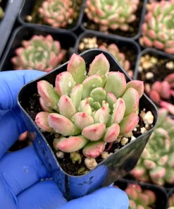 Graptoveria Bashful Live Succulent Plant - 2 Inch Pot - Easy Care Indoor - Image 2
