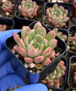 Graptoveria Bashful Live Succulent Plant - 2 Inch Pot - Easy Care Indoor - Image 3