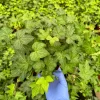 Green English Ivy Live Plant - Climbing & Trailing Houseplant for Indoors & Outdoors - Image 1