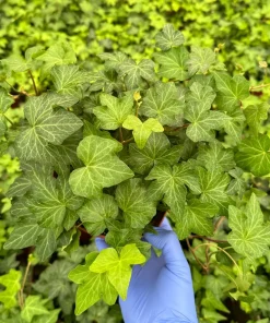 Green English Ivy Live Plant - Climbing & Trailing Houseplant for Indoors & Outdoors - Image 1
