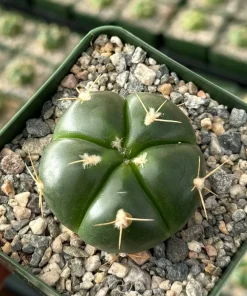 Gymnocalycium Horstii Live Cactus Plant - Unique Green Succulent in 4 Inch Pot - Image 2