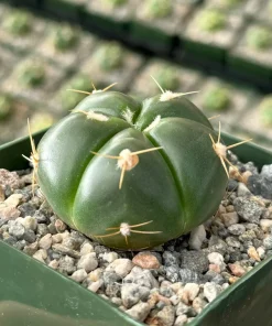 Gymnocalycium Horstii Live Cactus Plant - Unique Green Succulent in 4 Inch Pot - Image 3