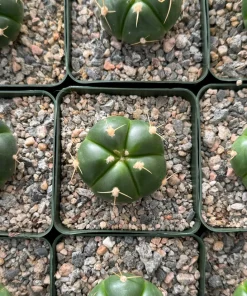 Gymnocalycium Horstii Live Cactus Plant - Unique Green Succulent in 4 Inch Pot - Image 4