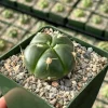 Gymnocalycium Horstii Live Cactus Plant - Unique Green Succulent in 4 Inch Pot - Image 1