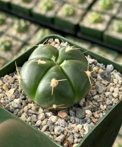 Gymnocalycium Horstii Live Cactus Plant - Unique Green Succulent in 4 Inch Pot - Image 1