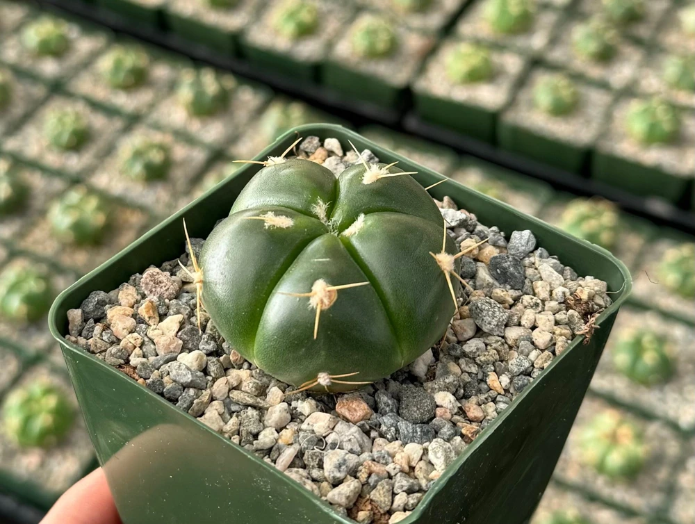 Gymnocalycium Horstii Live Cactus Plant - Unique Green Succulent in 4 Inch Pot - Image 1