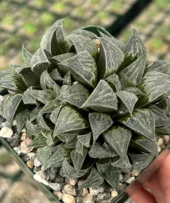 Haworthia Emelyae Live Plant – Fuzzy Succulent – Easy Care Indoor Plant in 3 Inch Pot - Image 2