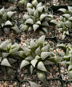 Haworthia Emelyae Live Plant – Fuzzy Succulent – Easy Care Indoor Plant in 3 Inch Pot - Image 3