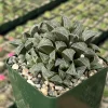 Haworthia Emelyae Live Plant – Fuzzy Succulent – Easy Care Indoor Plant in 3 Inch Pot - Image 1