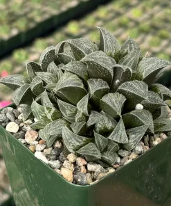 Haworthia Emelyae Live Plant – Fuzzy Succulent – Easy Care Indoor Plant in 3 Inch Pot - Image 1