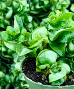 Hoya Hindu Rope Live Plant – Carnosa Compacta in 4 Inch Pot – Curly Indoor Houseplant - Image 2