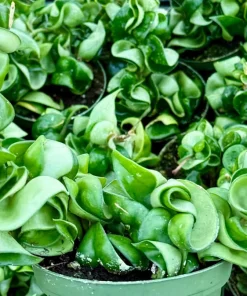 Hoya Hindu Rope Live Plant – Carnosa Compacta in 4 Inch Pot – Curly Indoor Houseplant - Image 3