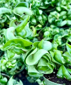 Hoya Hindu Rope Live Plant – Carnosa Compacta in 4 Inch Pot – Curly Indoor Houseplant - Image 4