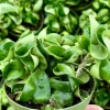 Hoya Hindu Rope Live Plant – Carnosa Compacta in 4 Inch Pot – Curly Indoor Houseplant - Image 1