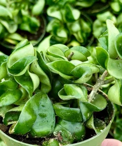 Hoya Hindu Rope Live Plant – Carnosa Compacta in 4 Inch Pot – Curly Indoor Houseplant - Image 1