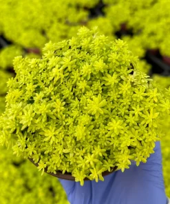 Japanese Stonecrop Live Plant – Sedum japonicum – Yellow Succulent Ground Cover - Image 2