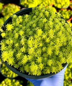 Japanese Stonecrop Live Plant – Sedum japonicum – Yellow Succulent Ground Cover - Image 3