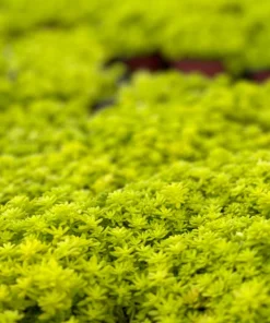 Japanese Stonecrop Live Plant – Sedum japonicum – Yellow Succulent Ground Cover - Image 4