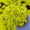 Japanese Stonecrop Live Plant – Sedum japonicum – Yellow Succulent Ground Cover - Image 1